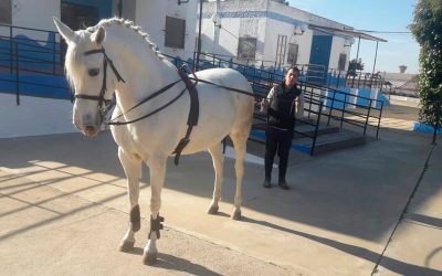 La técnica del enganche, nuevo recurso equino a disposición de los residentes de Betsaida